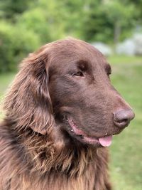 Close-up of a dog looking away