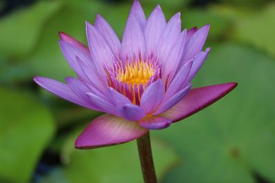 Close-up of purple water lily