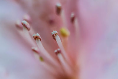 Macro shot of pink flower