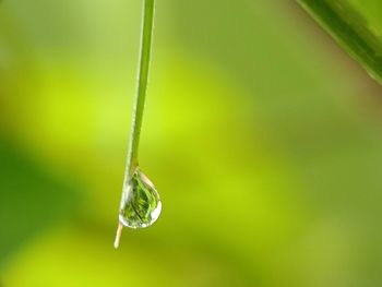 Close-up of raindrops on leaf