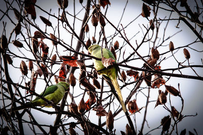 Low angle view of fruits on tree against sky