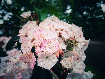 Close-up of pink cherry blossoms