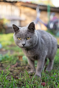 Portrait of cat on field