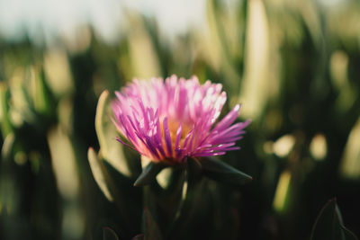 Close-up of pink flower blooming outdoors