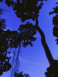 Low angle view of tree against blue sky