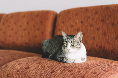 Portrait of cat sitting