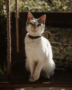 Close-up of cat sitting outdoors