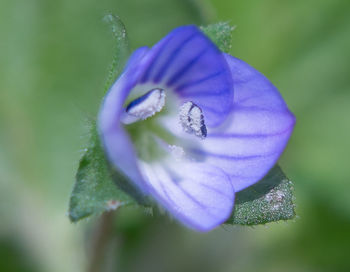 Close-up of purple flowers