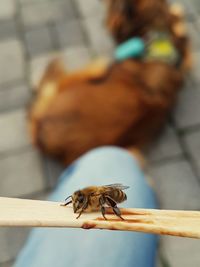 Close-up of bee on footpath