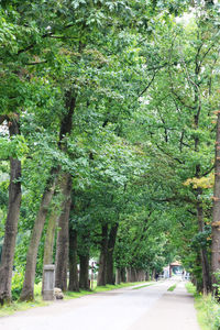 Road amidst trees in city