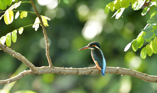 Close-up of a bird perching on a branch