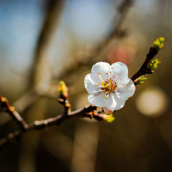 Close-up of white cherry blossom