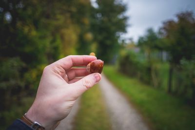 Close-up of man holding nut against trees