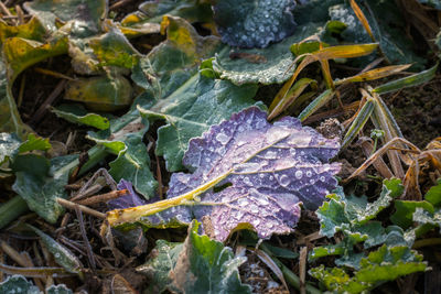 High angle view of raindrops on leaves on field