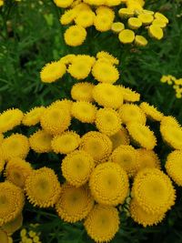 Close-up of yellow flowering plant