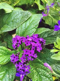 Close-up of purple flowers blooming outdoors