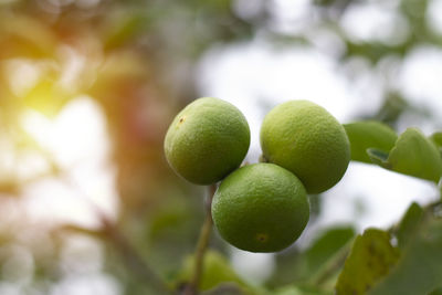 There are three green lemons on the lemon tree