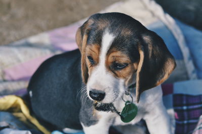 Close-up portrait of dog