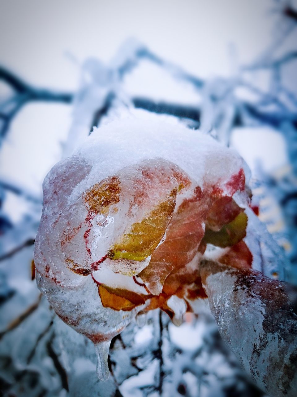 winter, snow, cold temperature, freezing, frost, frozen, close-up, nature, ice, macro photography, flower, focus on foreground, plant, branch, tree, leaf, no people, spring, day, outdoors, beauty in nature, food, food and drink, fruit, environment, white, selective focus