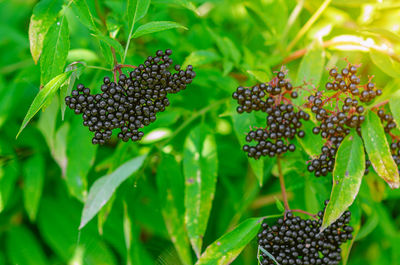 Black bunches of ripe elderberry, medicinal plant, lung diseases, coronavirus treatment, remedies.