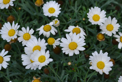 Close-up of white daisy flowers