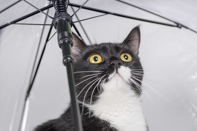 Close-up portrait of a cat