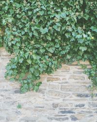 Ivy growing on plant