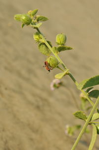 Close-up of insect on plant