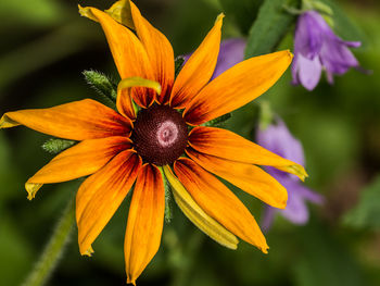 Close-up of yellow flower