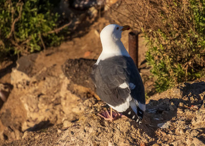 Close-up of bird perching on rock