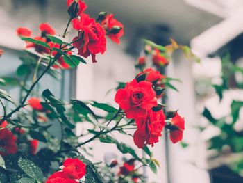 Close-up of red flowering plant