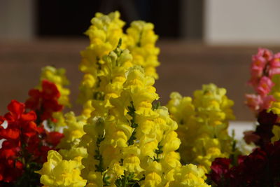 Close-up of yellow flower