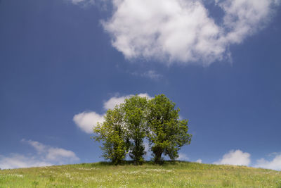Trees on field against sky