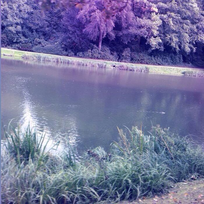 VIEW OF LAKE WITH TREES IN BACKGROUND