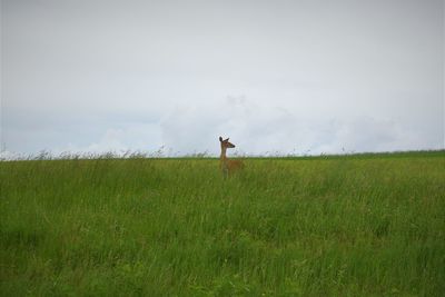 Man standing on field against sky