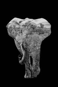 Close-up of animal skull against black background