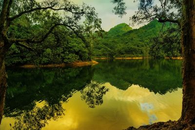 Reflection of trees in calm lake