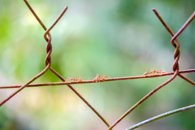 Close-up of lizard on metal fence