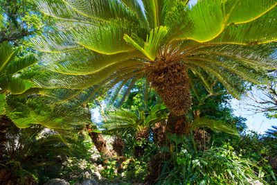 Low angle view of coconut palm trees