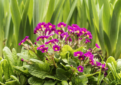 Close-up of pink flowering plants