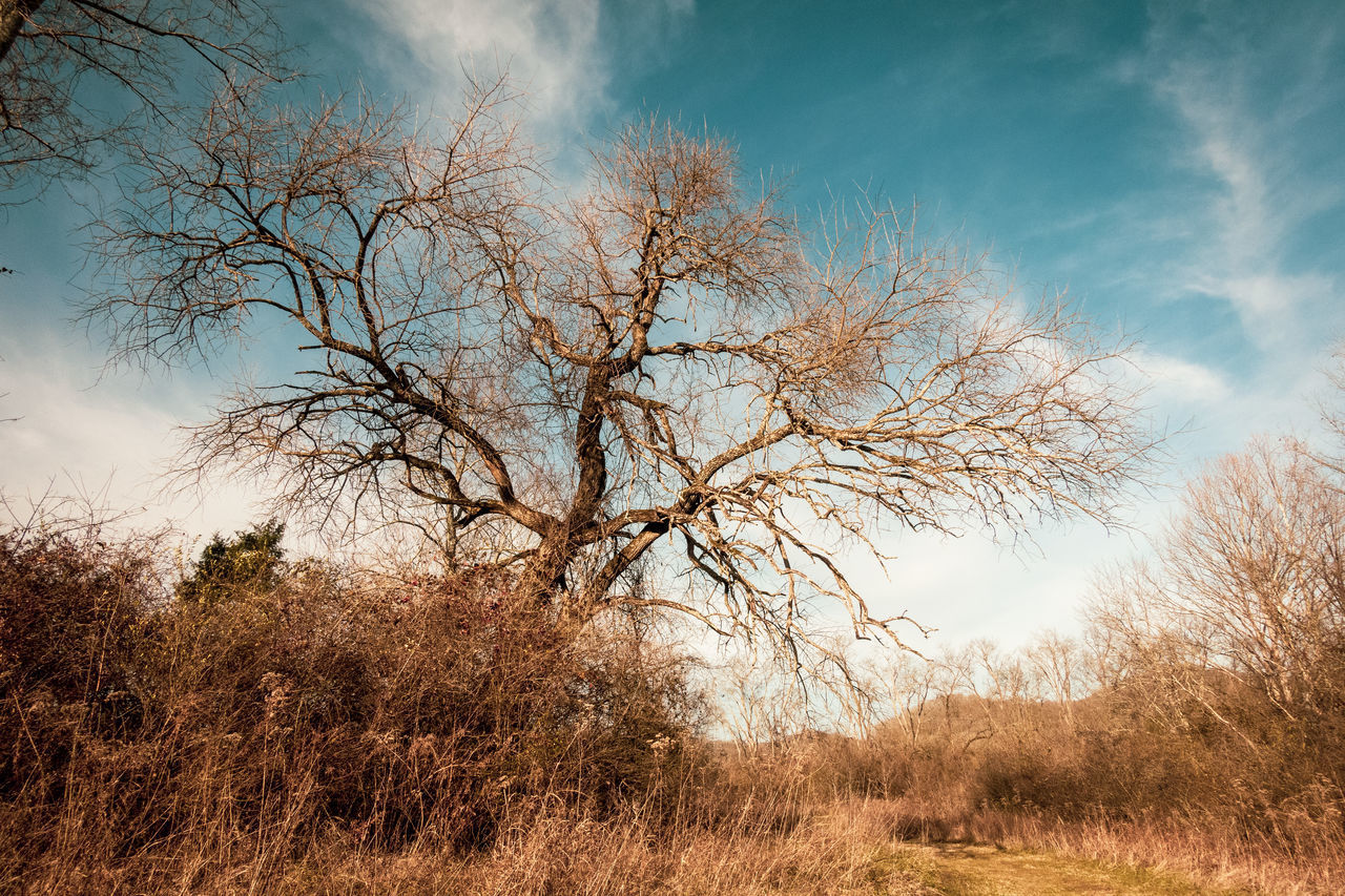 BARE TREE ON FIELD AGAINST SKY DURING AUTUMN