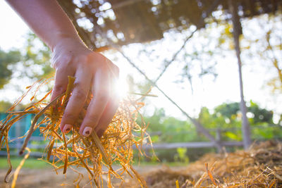 The woman is holding a hay, straw, stubble of the old grass.