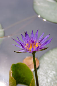 Close-up of purple water lily