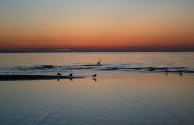 Scenic view of birds in sea against sky at dusk