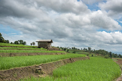 Scenic view of agricultural field against sky