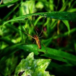 Close-up of insect on leaf