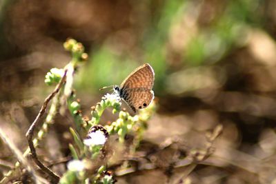 Close-up of butterfly on flower