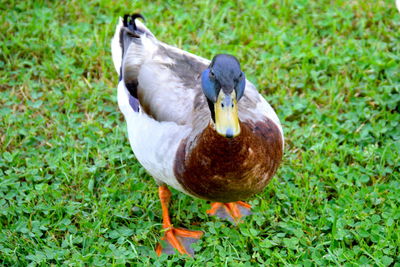 Close-up of duck on grass