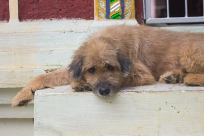 Portrait of dog resting outdoors
