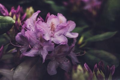 Close-up of flowers